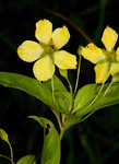 Fringed loosestrife